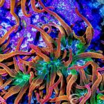 Aquatic Gallery