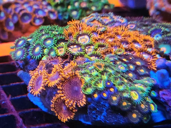Aquatic Gallery Picture 8