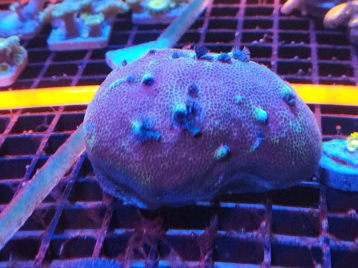 Aquatic Gallery Picture 2