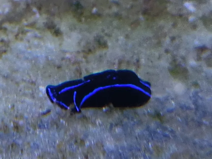 Aquatic Gallery Picture 5