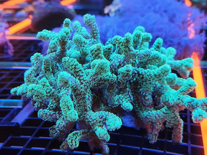 Aquatic Gallery Picture 6