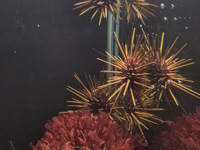 Aquatic Gallery Picture 7