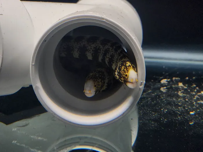 Aquatic Gallery Picture 3