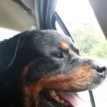 Drummond Animal Hospital