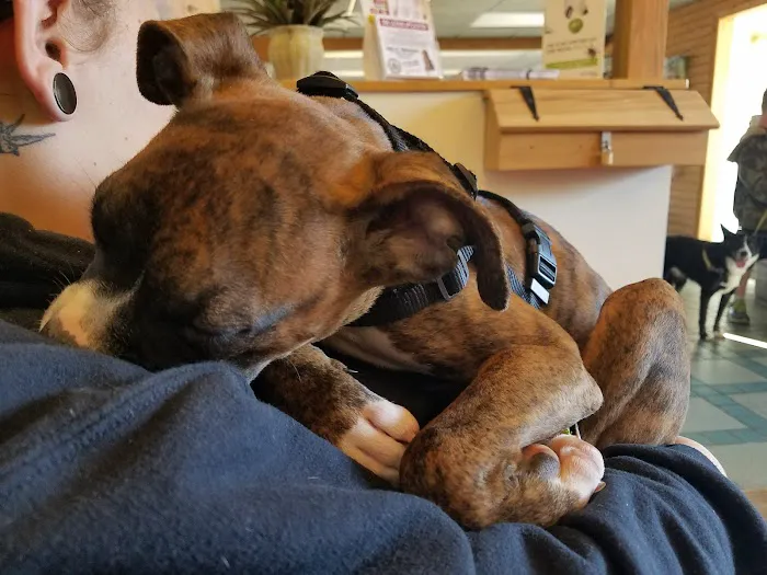 Rainbow Pet Care Center Picture 5