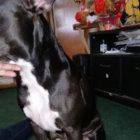 Rainbow Pet Care Center ico