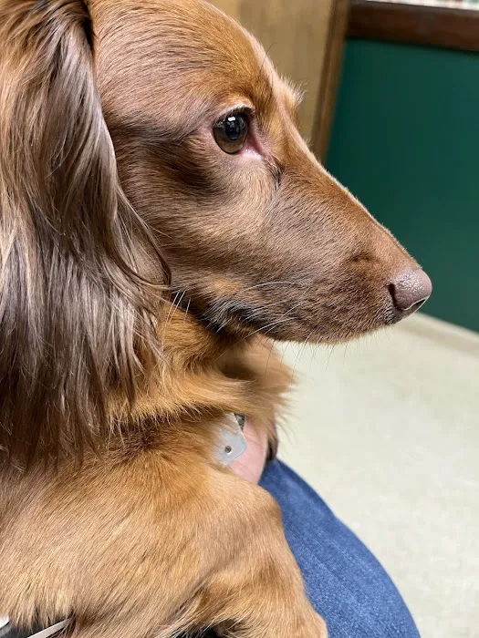 Rainbow Pet Care Center Picture 8