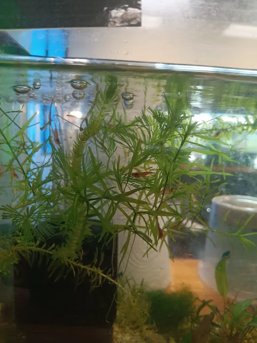Natural AquariumZ Picture 1