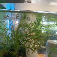 Natural AquariumZ ico