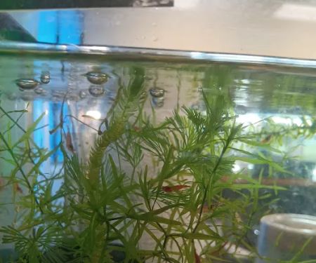 Natural AquariumZ