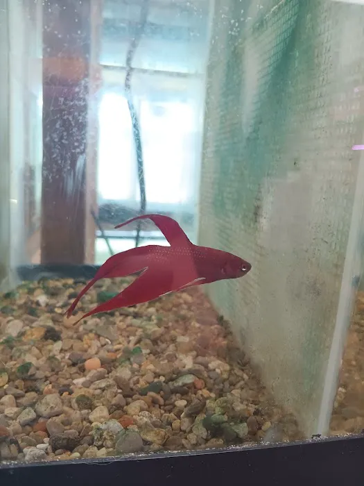 Natural AquariumZ Picture 3