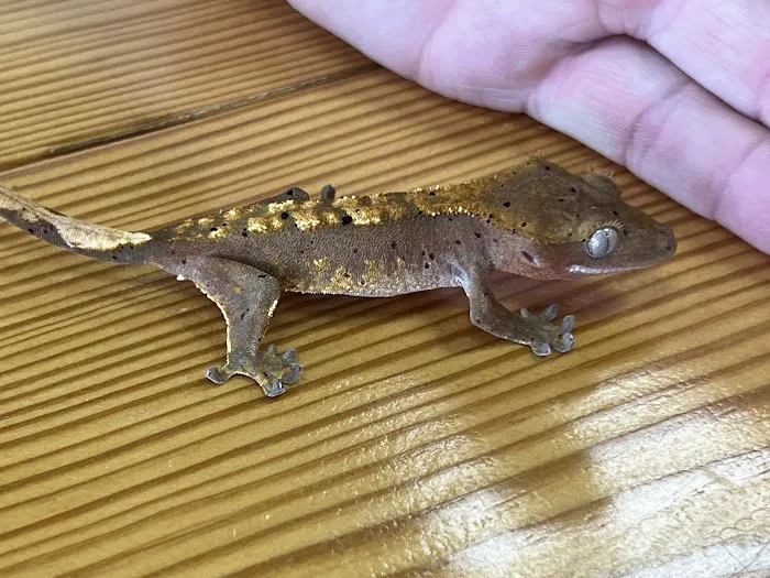 Natural AquariumZ Picture 8