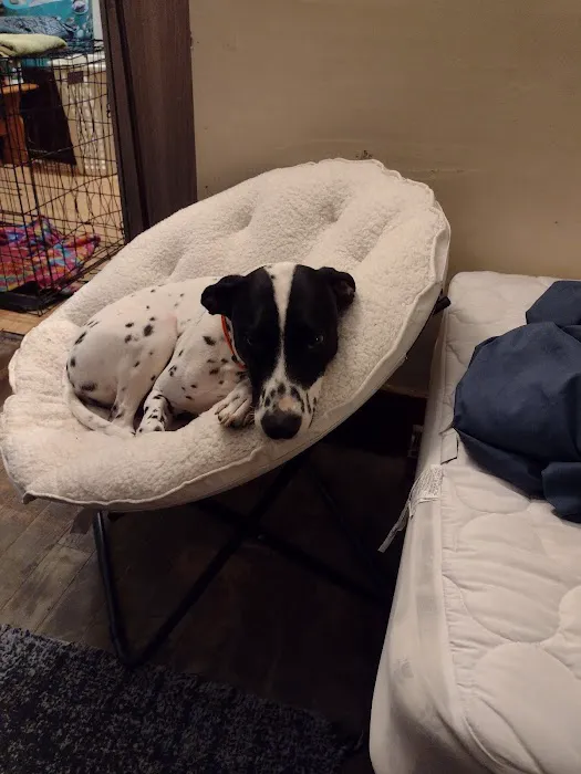 Animal Hospital of Punxsy Picture 5