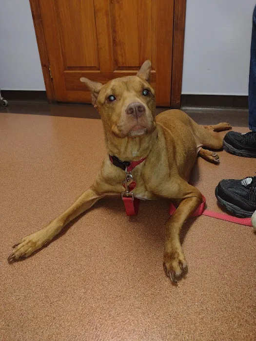 Animal Hospital of Punxsy Picture 8