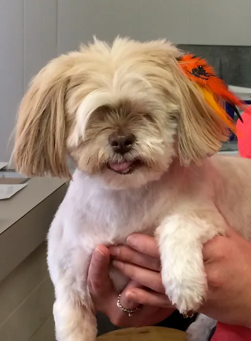 Animal Hospital of Punxsy Picture 7