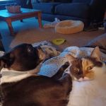 Animal Hospital of Punxsy