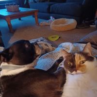 Animal Hospital of Punxsy ico
