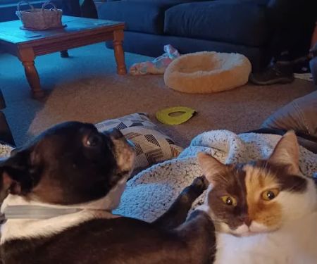 Animal Hospital of Punxsy