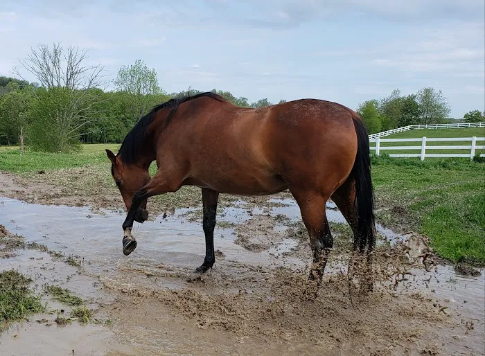 Harmony Equine Veterinary Services, P.c. Picture 1