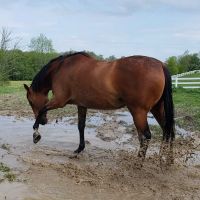 Harmony Equine Veterinary Services, P.c. ico