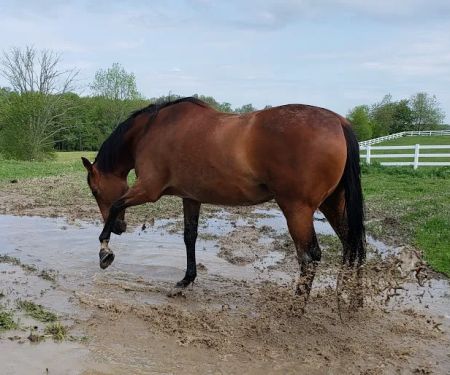 Harmony Equine Veterinary Services, P.c.