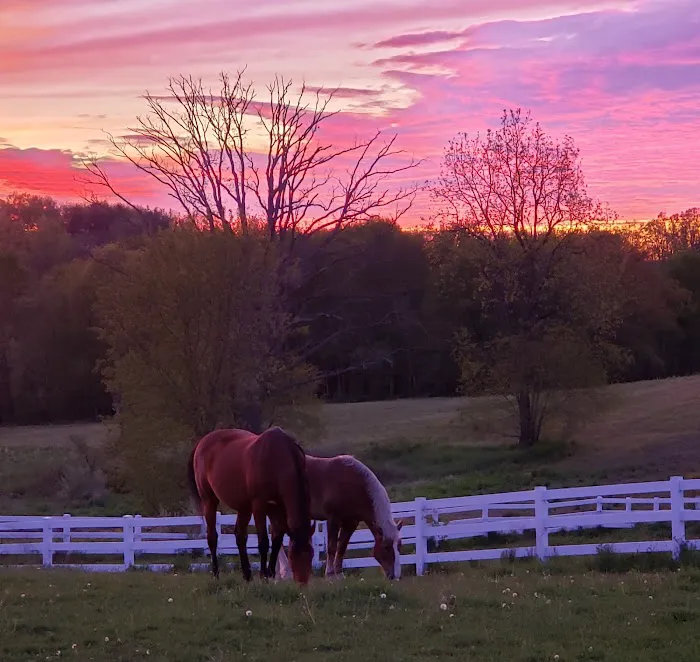 Harmony Equine Veterinary Services, P.c. Picture 4
