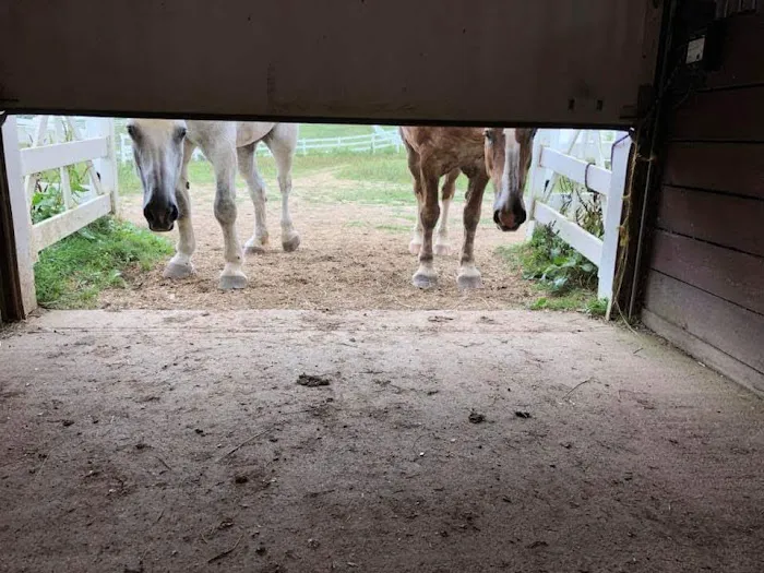 Harmony Equine Veterinary Services, P.c. Picture 2