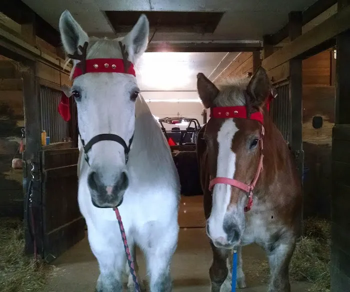 Harmony Equine Veterinary Services, P.c. Picture 3