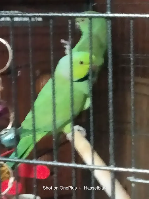 Pet Paradise II Picture 2