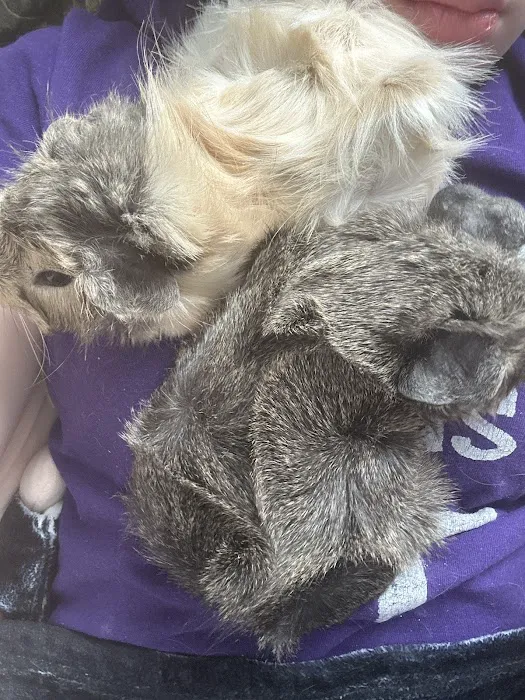 Pet Paradise II Picture 8
