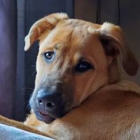 Deer Creek Animal Hospital ico