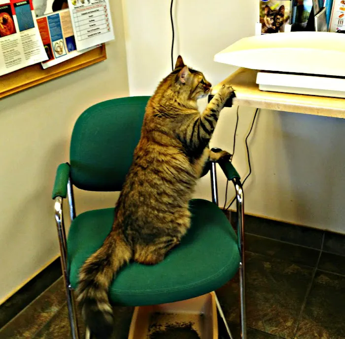 Crossroads Veterinary Hospital Picture 1