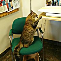 Crossroads Veterinary Hospital ico