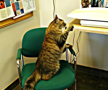 Crossroads Veterinary Hospital