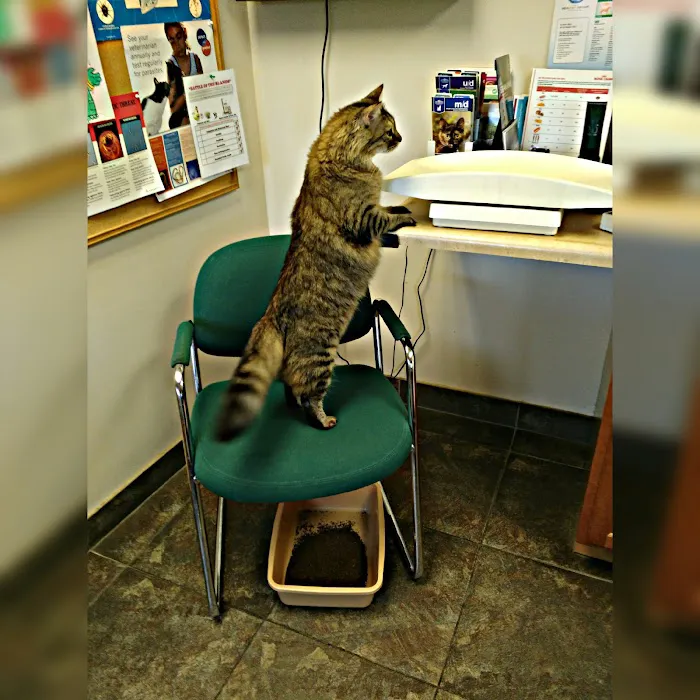 Crossroads Veterinary Hospital Picture 8