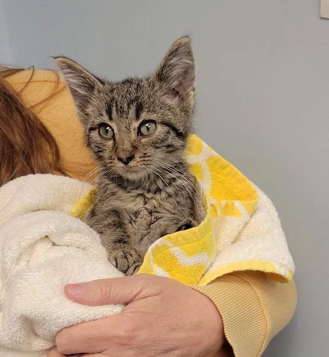 VCA Valley Vet Animal Hospital Picture 4