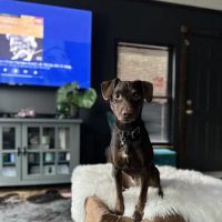 VCA Valley Vet Animal Hospital ico