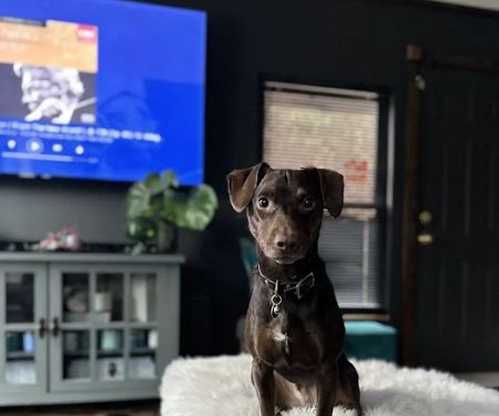 VCA Valley Vet Animal Hospital