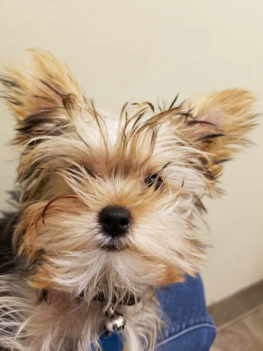 VCA Valley Vet Animal Hospital Picture 2
