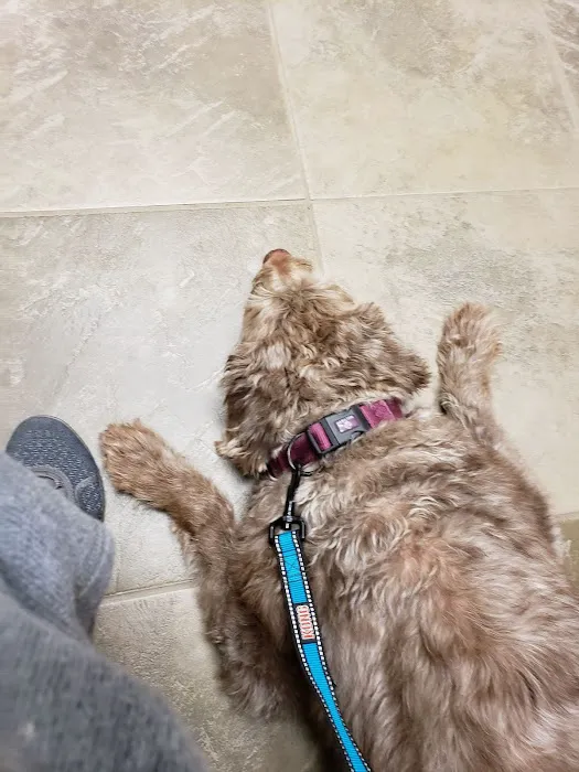 VCA Valley Vet Animal Hospital Picture 3