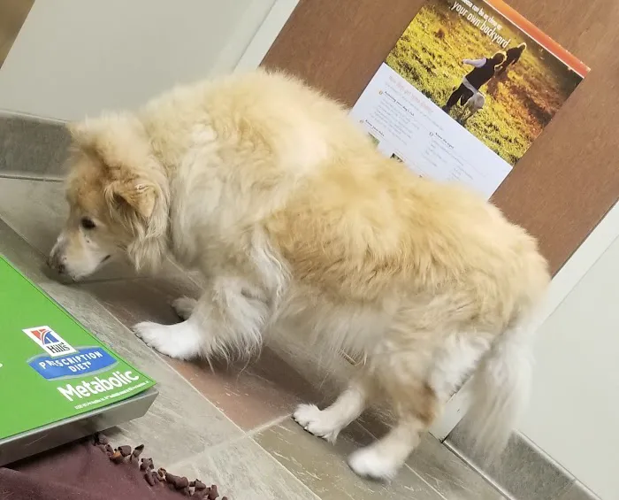 VCA Valley Vet Animal Hospital Picture 5