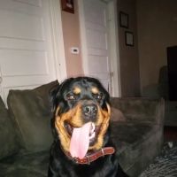 Plum Animal Hospital ico