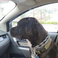 Northern Pike Veterinary Hospital ico