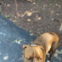 Monroeville Pet Hospital ico