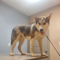 Countryside Veterinary Hospital ico