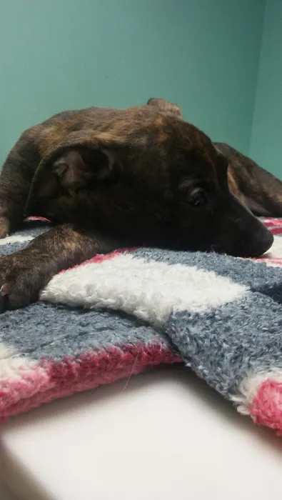 Norwin Veterinary Hospital Picture 10