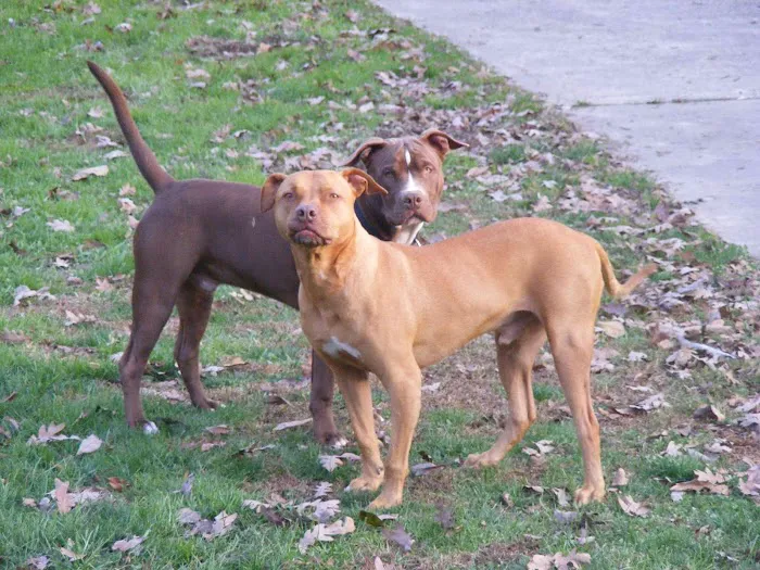 St. Francis Animal Hospital Picture 8