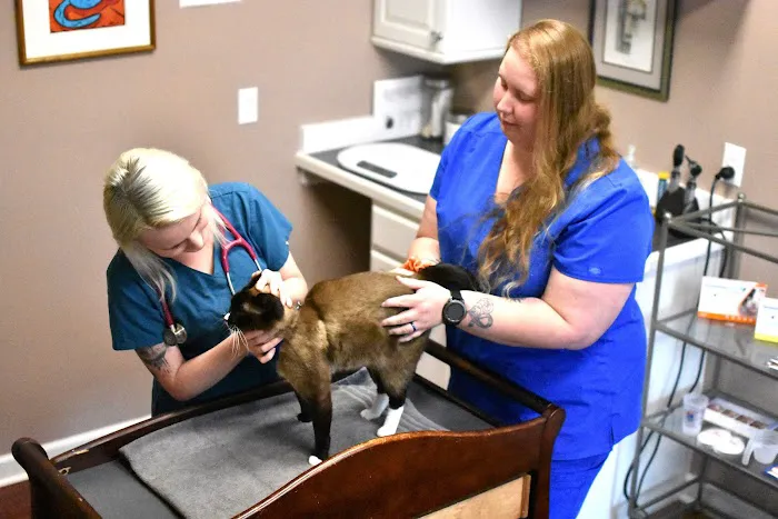 Feline Veterinary Care of Morgantown Picture 4