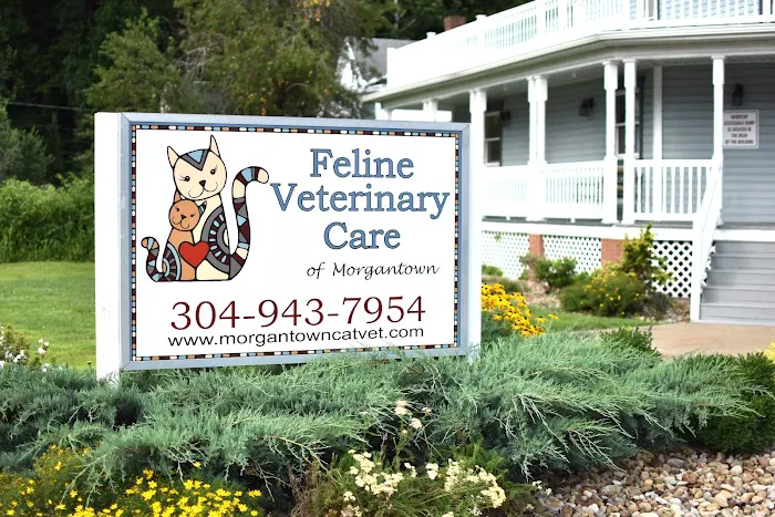 Feline Veterinary Care of Morgantown Picture 1