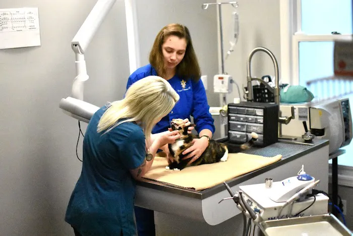 Feline Veterinary Care of Morgantown Picture 5
